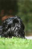 LHASSA APSO 121